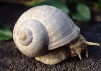 Schnecke
