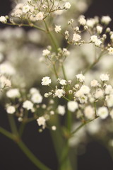 gypsophila with shallow depth of field