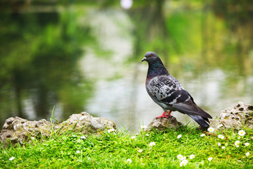 pigeon grass