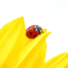 Foto op Canvas lieveheersbeestje op zonnebloem © yellowj