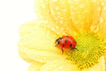 ladybug on yellow flower
