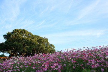 たくさんのコスモス
