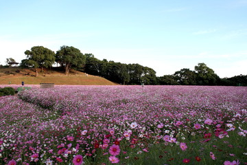 一面のコスモス