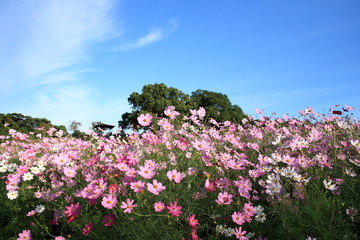 コスモスと青空