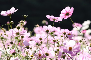 黒背景のコスモス