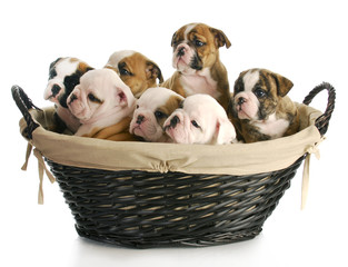 litter of puppies