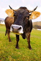 cow