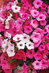 Pink and white petunias in full bloom