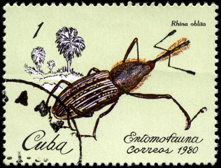 CUBA - CIRCA 1980 Weevil © AlexanderZam