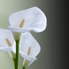 kala flower