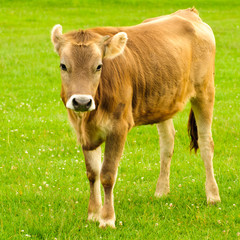 Cow graze
