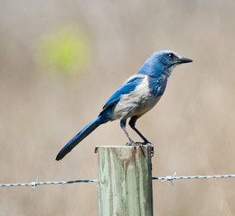Florida Scrub Jay