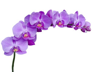 Ветка сиреневых цветов орхидеи на белом фоне