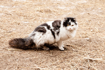 Kotek