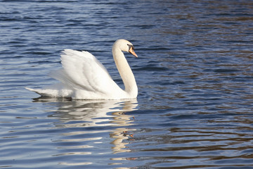 mute swan