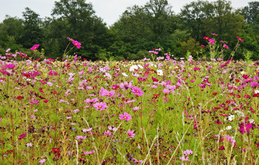 Wild Flower Meadow in France