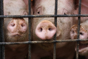 Les cochons © Sucramland