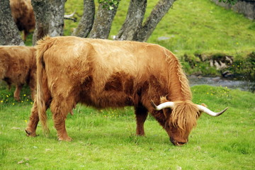 mucche highland