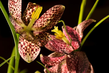 Schachblume (Fritillaria meleagris)