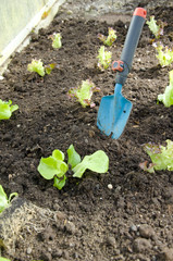 Salat einpflanzen im Gewächshaus