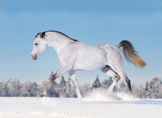 Fototapeta na wymiar Arabska koń w zimie