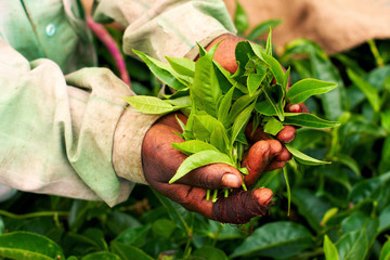 Old hand holding tea leaf