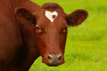 Red cow with a stain-heart on a forehead looking in a lens