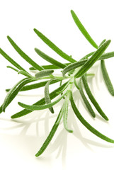 Fototapeta premium fresh rosemary