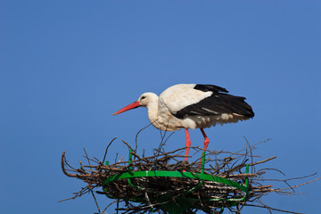 stork in the nest