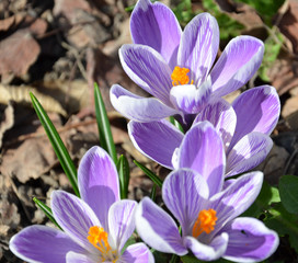 crocus