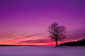 Abwaschbare Fototapete Violett Sonnenuntergang auf dem Feld