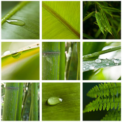 composition nature verte