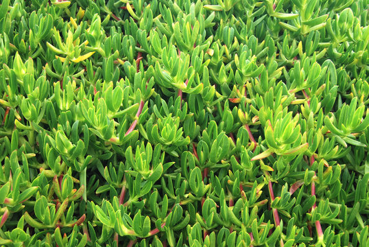 HOJAS FONDO. CARPOBROTUS EDULIS