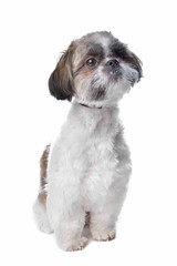 shih tzu
