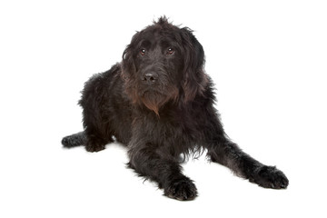 Labradoodle