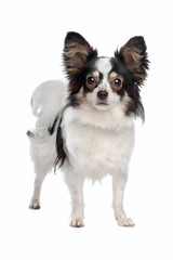 papillon or Butterfly Dog