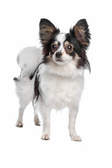 Fototapeta premium papillon or Butterfly Dog