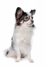papillon or Butterfly Dog