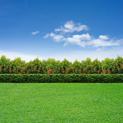 Green grass and hedge