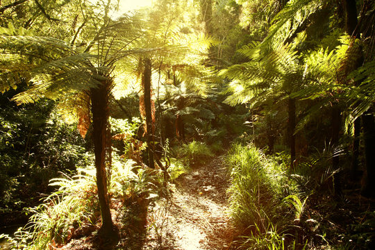Fototapeta Sunlight in tropical forest