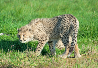 Cheetah (A. Jubatus) cub stands scared