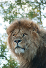 Fototapeta na wymiar Portrait of a male lion (P. Leo)