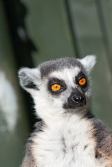 Portrait of a ring-tailed lemur (Lemur Catta)