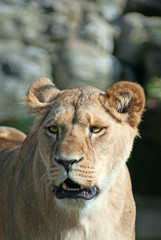 Obraz na płótnie Canvas Portret lwica snarling (P. Leo)