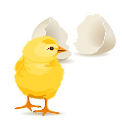 Small yellow chicken hatched from white egg