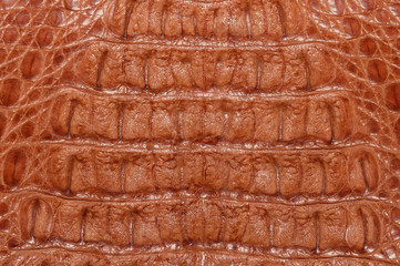 Genuine crocodile leather