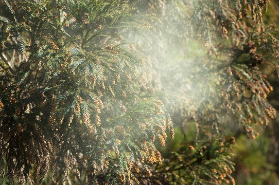 1 123 Best 杉花粉 Images Stock Photos Vectors Adobe Stock