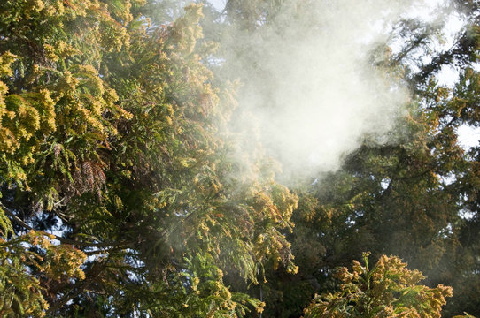 1 132 Best 杉花粉 Images Stock Photos Vectors Adobe Stock