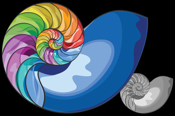 colorful nautilus shell vector