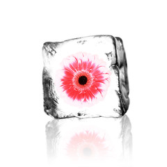 Gerbera